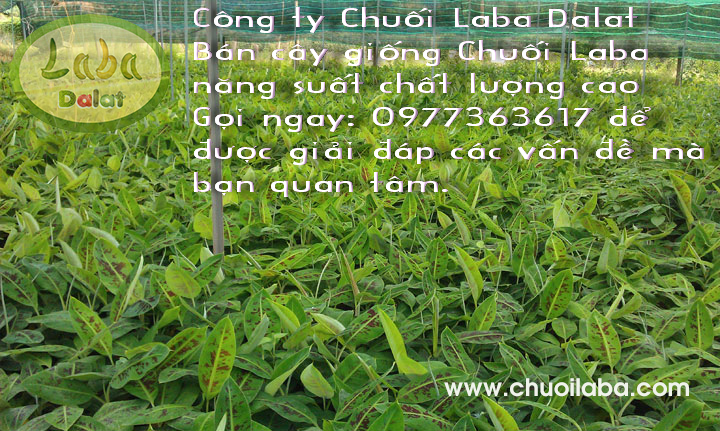 Hình ảnh chuối Laba